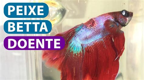 peixes doentes no betta